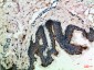 MCP-3 Polyclonal Antibody